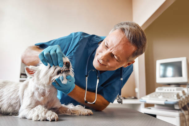 Best Emergency Dentist for Special Needs Patients in Scow Mills, MO